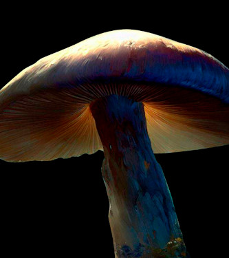 John Allen > Magic Mushrooms