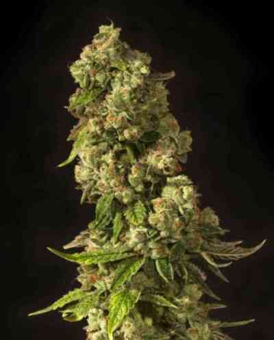 John Doe > The Devil\'s Harvest Seed Company | Semillas Regulares  |  Híbrido