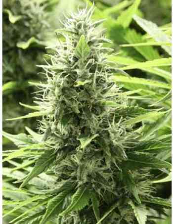 John Doe > The Devil\'s Harvest Seed Company | Regular Marijuana   |  Hybrid