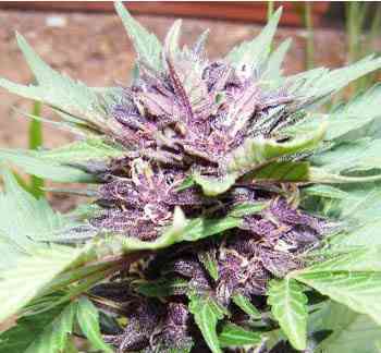 Jota Mayuscula Purple Auto > Delicious Seeds | Autoflowering Hanfsamen  |  Indica