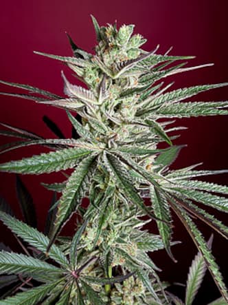 Juanita la Lagrimosa > Reggae Seeds | Feminisierte Hanfsamen  |  Sativa