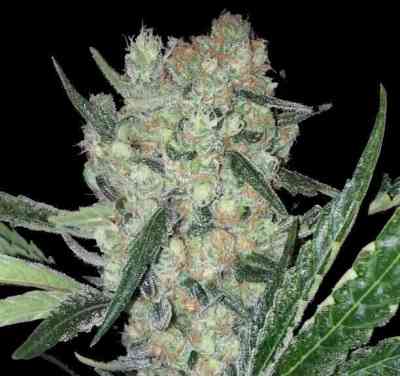 Juanita > Original Sensible Seeds | Semillas feminizadas  |  Sativa