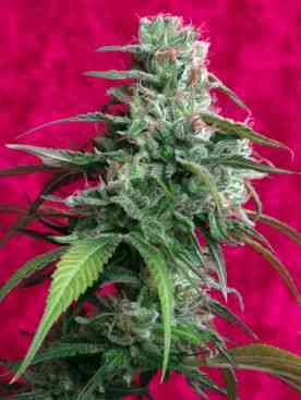 Juanita la Lagrimosa > Reggae Seeds