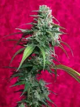 Juanita la Lagrimosa > Reggae Seeds | Feminized Marijuana   |  Sativa