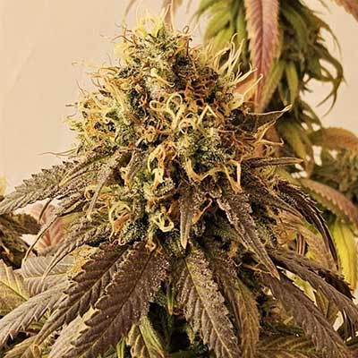 Auto Bubba’s Gift with dense, resinous buds. It looks delicious. It was grown in a vertical cannabis cultivation system.