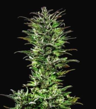 Juicy Pussy > Hypno Seeds | Autoflowering Hanfsamen  |  Sativa