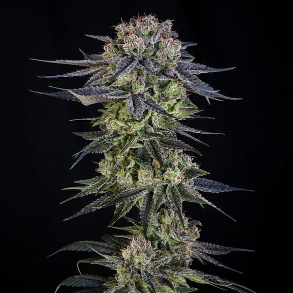 Julian Marley Special Seed > Silent Seeds | Feminized Cannabis   |  Hybrid