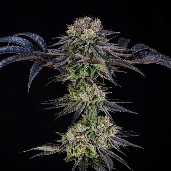 Julian Marley Special Seed > Silent Seeds | Feminized Cannabis   |  Hybrid