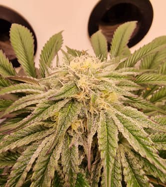 Jungle Lava > Original Sensible Seeds | Feminized Marijuana   |  Indica