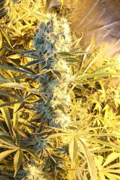 Kaboom > TGA Subcool Seeds | Regular Marijuana   |  Sativa