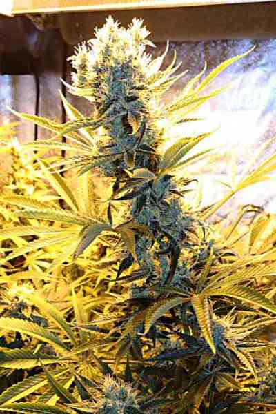 Kaboom > TGA Subcool Seeds | Regular Marijuana   |  Sativa