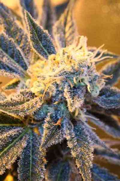 Kaboom > TGA Subcool Seeds | Regular Marijuana   |  Sativa