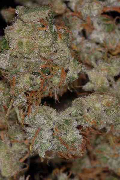 Kaboom > TGA Subcool Seeds | Regular Marijuana   |  Sativa