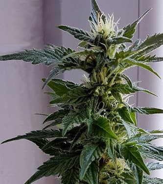 Kabrales Automatic > Blim Burn Seeds | Autoflowering Hanfsamen  |  Hybrid