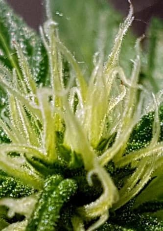 Kabrales Automatic > Blim Burn Seeds | Autoflowering Cannabis   |  Hybrid