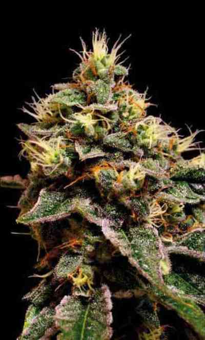 Kabrales > Blim Burn Seeds | Feminisierte Hanfsamen  |  Indica