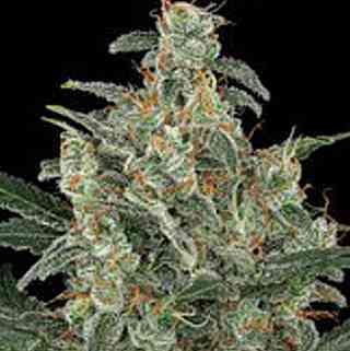 Kabrales > Blim Burn Seeds | Feminized Marijuana   |  Indica