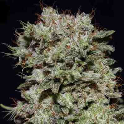 Kalashnikova > Green House Seed Company | Feminized Marijuana   |  Indica