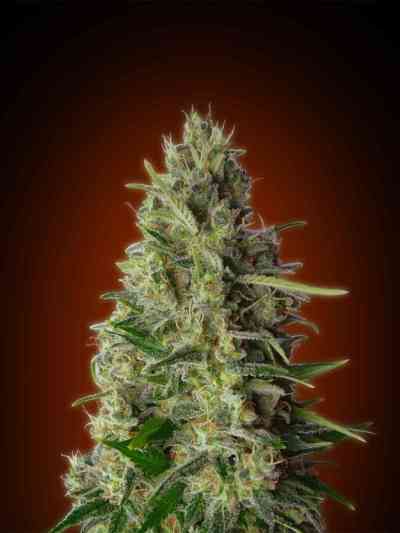 Kali 47 > Advanced Seeds | Feminized Marijuana   |  Sativa