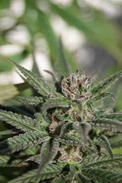 Kali AK > Original Sensible Seeds | Feminized Marijuana   |  hybrid