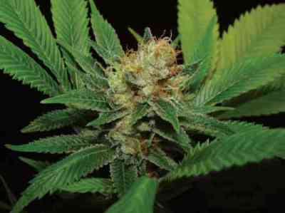 Kali Dog > Royal Queen Seeds | Feminisierte Hanfsamen  |  Hybrid