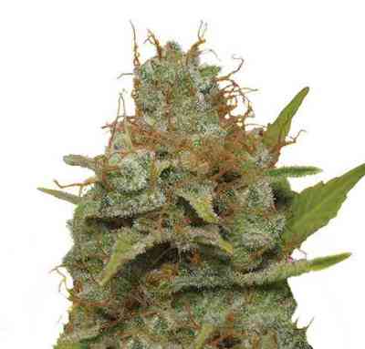 Kali Dog > Royal Queen Seeds | Semillas feminizadas  |  Híbrido