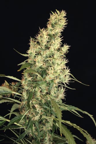 Kali Mist > Serious Seeds | Feminized Marijuana   |  Sativa