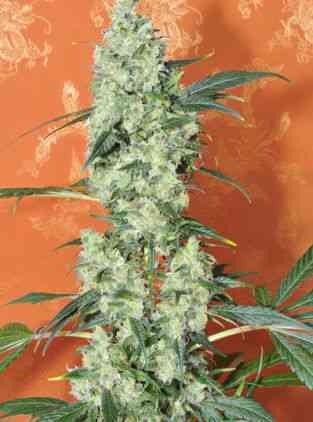 Kalichakra > Mandala Seeds | Reguläre Hanfsamen  |  Sativa