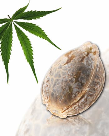 Kalite Tizane Samen > French Touch Seeds | Reguläre Hanfsamen  |  Sativa