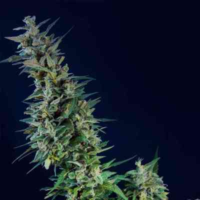 Kama Kush CBD > Kannabia Seeds | Feminisierte Hanfsamen  |  Indica