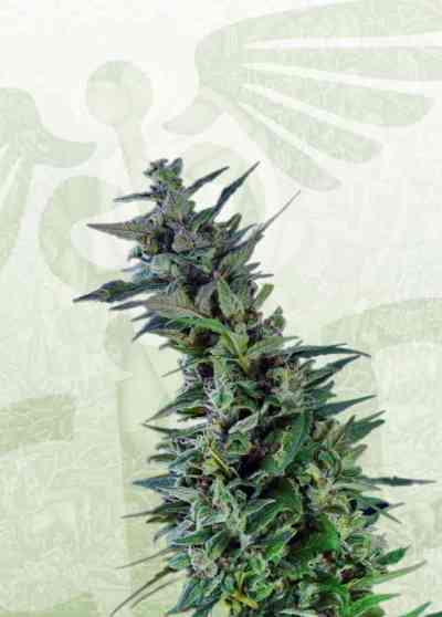 Kama Kush CBD > Kannabia Seeds | Feminized Marijuana   |  Indica