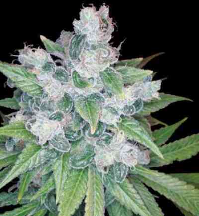 Kandy Kush > Reserva Privada | Feminisierte Hanfsamen  |  Hybrid