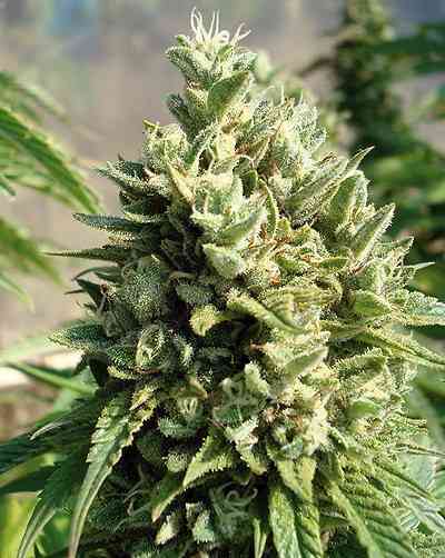 Kandy Kush > Reserva Privada | Feminized Marijuana   |  hybrid
