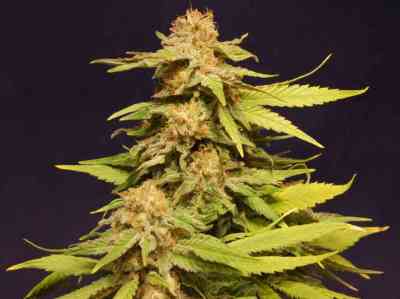 Big Bull > Kannabia Seeds | Feminized Marijuana   |  Indica