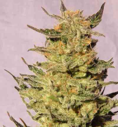 Indica Cream > Kannabia Seeds | Feminized Marijuana   |  Indica