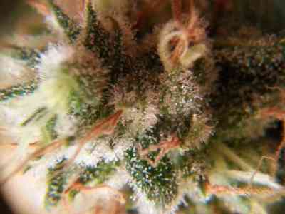 Indica Cream > Kannabia Seeds | Feminized Marijuana   |  Indica