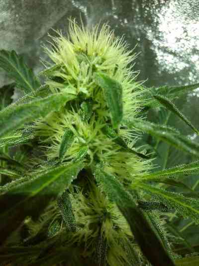 Indica Cream > Kannabia Seeds | Feminized Marijuana   |  Indica