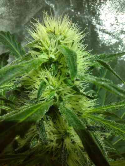 Indica Cream > Kannabia Seeds | Feminisierte Hanfsamen  |  Indica