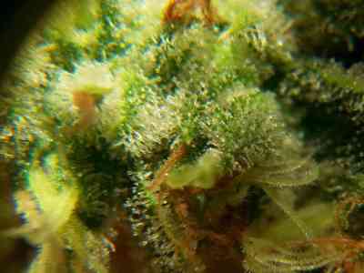 Indica Cream > Kannabia Seeds | Feminized Marijuana   |  Indica