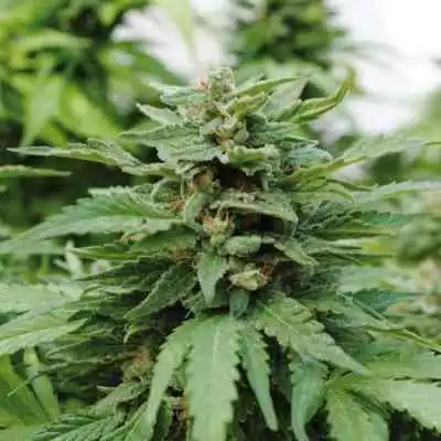 Karibbean Mango > Kannabia Seeds | Feminisierte Hanfsamen  |  Indica