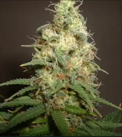 KC 33 > KC Brains | Cannabis seeds recommendations  |  TOP 10 Outdoor Strains