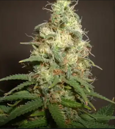 Kc 33 Strain Kc Brains Seeds Thc