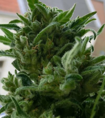 KC 33 > KC Brains | Recommandations sur les graines de cannabis  |  TOP 10 Outdoor