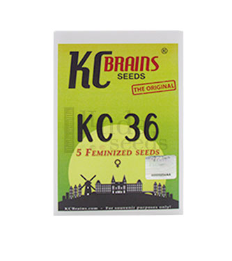 KC 36 > KC Brains | Cannabis seeds recommendations  |  TOP 10 Feminized