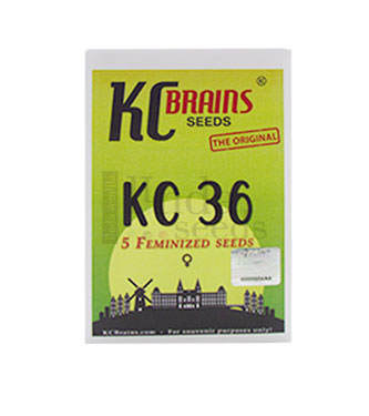 KC 36 > KC Brains | NOS RECOMMANDATIONS DE GRAINES DE CANNABIS  |  TOP 10 Feminized