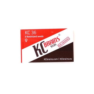 KC 36 > KC Brains | Hanfsamen Empfehlungen  |  TOP 10 Feminisiert