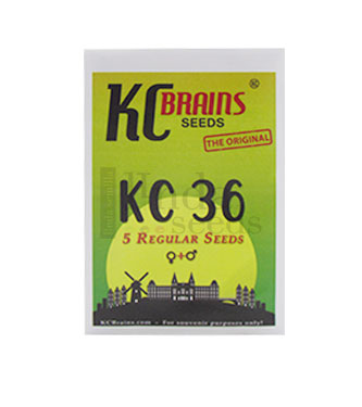 KC 36 > KC Brains | Cannabis seeds recommendations  |  TOP 10 Feminized