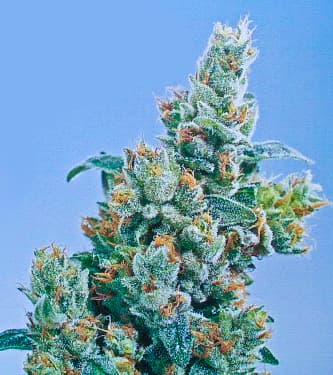 KC 36 > KC Brains | Cannabis seeds recommendations  |  TOP 10 Feminized