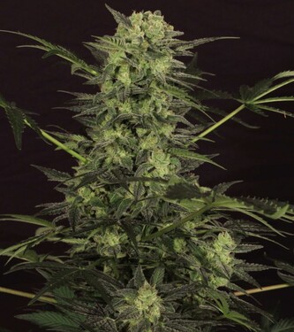 KC 51 Auto > KC Brains | Autoflowering Cannabis   |  Hybrid