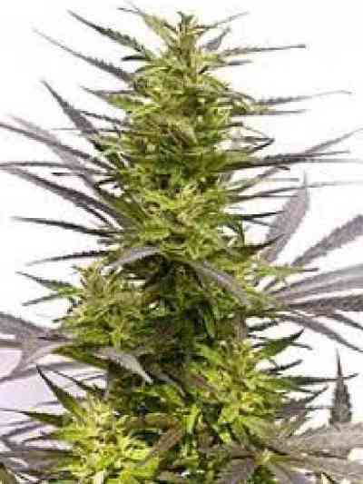 KC 42 Seed > KC Brains | Feminized Marijuana   |  Sativa
